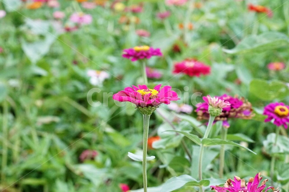 꽃,백일홍,자연,식물,분홍색,pink,flower,nature,green,초록색,노란색,yellow,식물,자연,plants,nature,꽃,flower