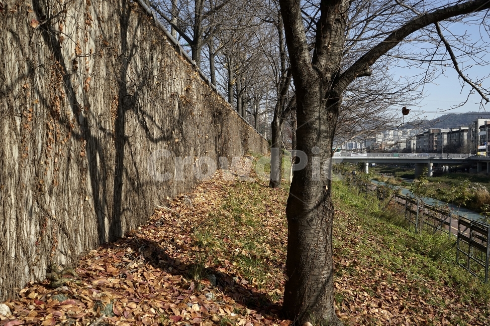 잎,가을,계절,풍경,나무,낙엽,자연,autumn,fall,landscape,trees,fallenleaves,가을,계절,fall,autumn,season,자연,풍경,nature,landscape,tree,tree trunk,나무 줄기,plant,식물