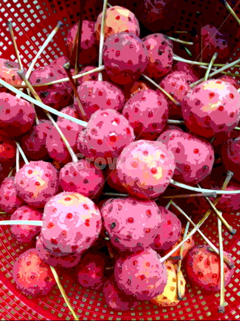 산딸나무,열매,과일,식물,붉은열매,과일,열매,fruit