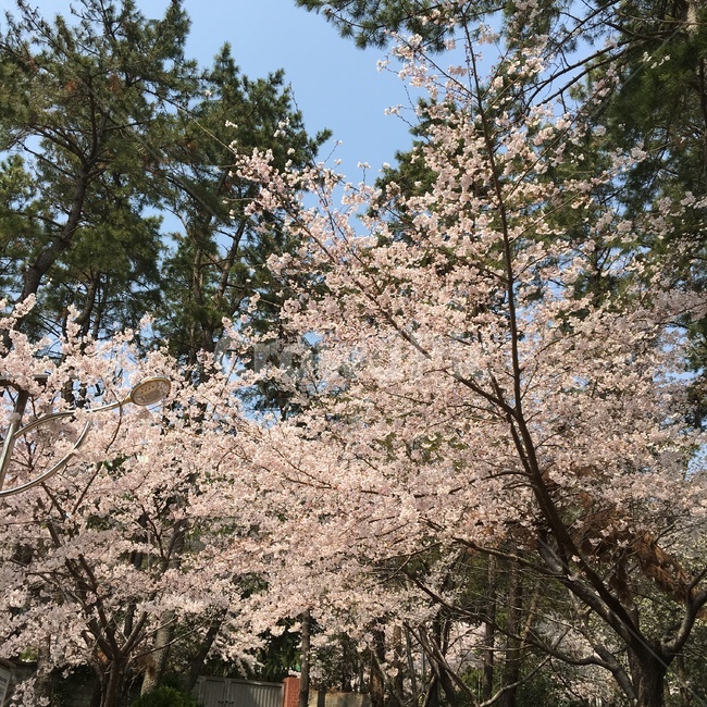 벚꽃,즐거움,봄,피크닉,소풍,행복,봄,계절,spring,season,자연,풍경,nature,landscape,plant,식물