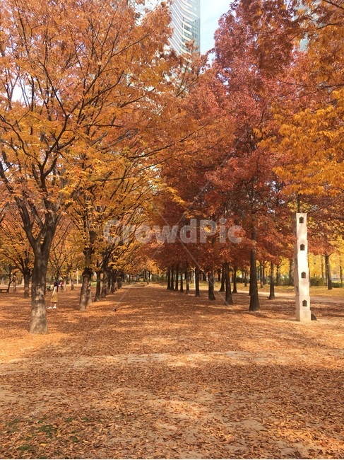 낙엽,단풍,나무,단풍나무,tree,maple,가을,계절,fall,autumn,season,자연,풍경,nature,landscape,plant,식물
