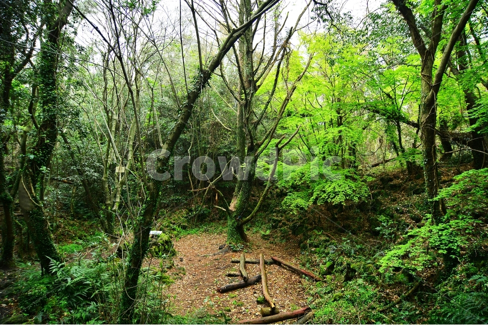 제주,곶자왈,곶자왈도립공원,나무,자연,풍경,nature,landscape,식물,plants,trees,wood,휴식,힐링,rest,relaxation,healing,생태계,산책,트래킹,환상숲,travel,korea,korealandsape,한국,한국풍경,한국자연,자연,풍경,nature,landscape,식물,plants,나무,trees,wood,휴식,힐링,rest,relaxation,healing,ground,바닥,path,통로