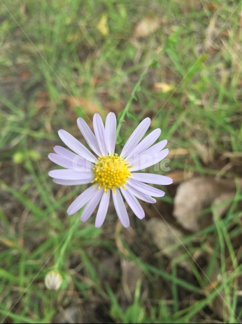 nature,자연,outdoors,옥외,weather,날씨,식물,자연,plants,nature,꽃,flower