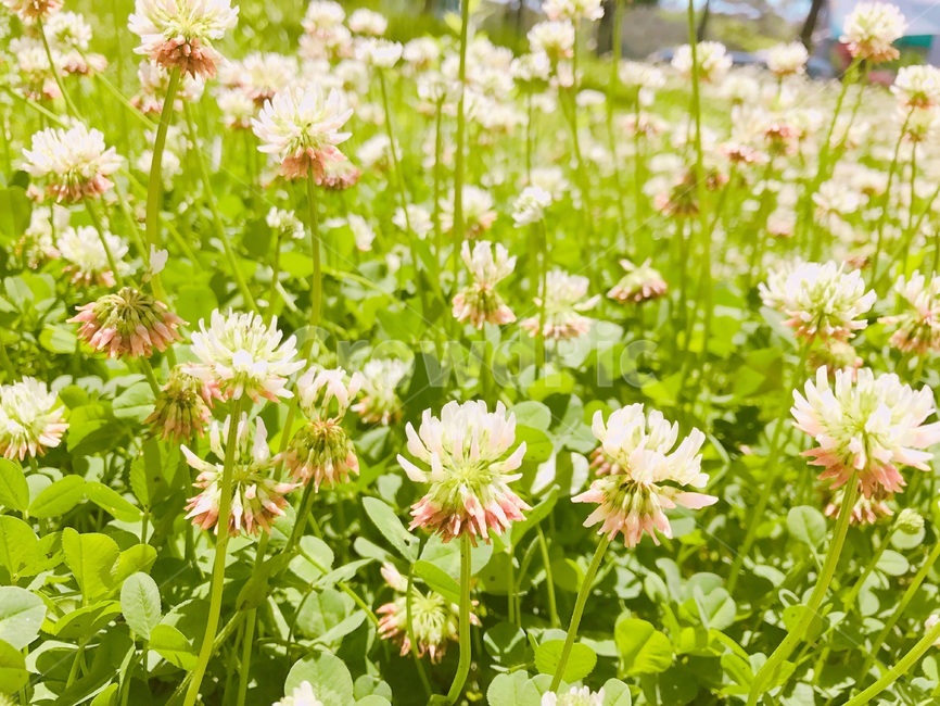 꽃,들꽃,토끼풀,클로버,자연,식물,풀,나무,flower,wildflower,nature,plants,감성