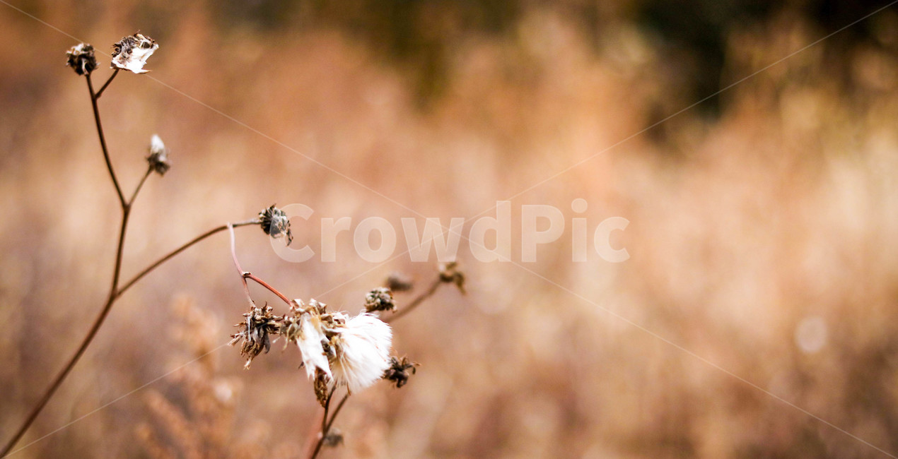 겨울,잔디,풀,꽃,식물,식물,자연,plants,nature