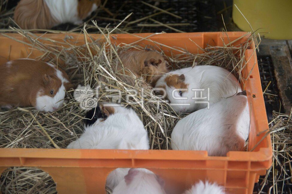 기니피그,동물,귀여운,동물원,포유류,animal,mammal,zoo,guineapig