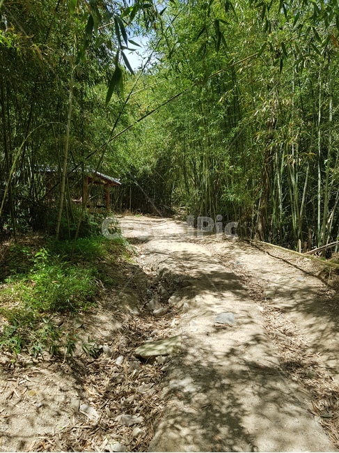 흙길,road,gravel,대나무,숲,bamboo,dirtroad