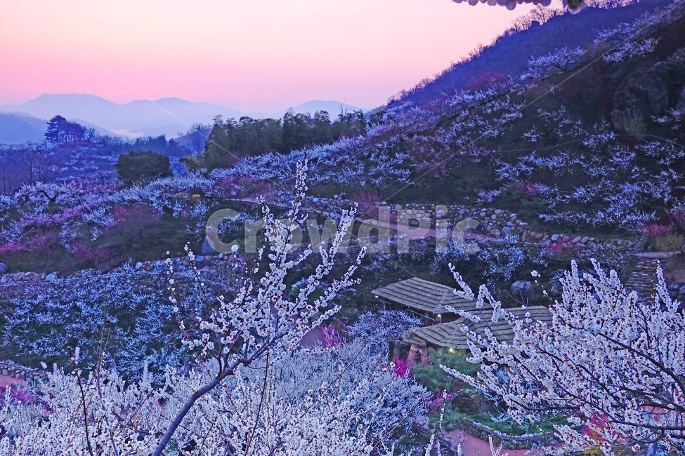 매화마을,봄,다압면,풍경,꽃,광양시,봄,계절,spring,season,자연,풍경,nature,landscape,plant,식물,blossom,flower