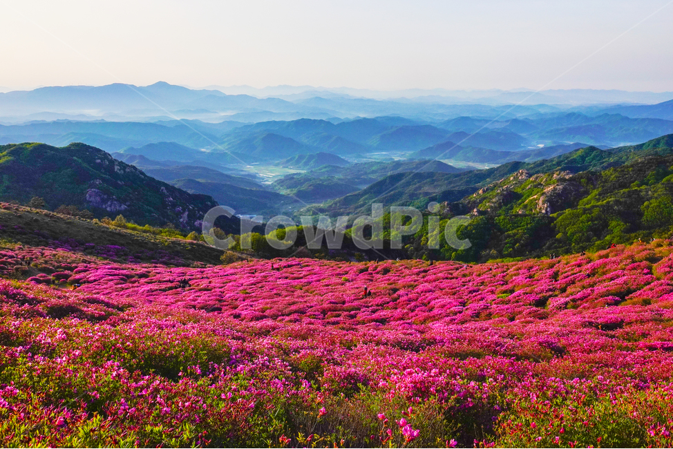 황매산,봄,철죽,축제,일출,안개,운해,산행,산,꽃,자연,풍경,nature,landscape