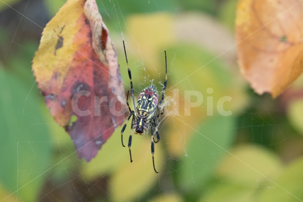 거미,호랑거미,가을,거미줄,나뭇잎,동물,animal,곤충,벌레,insect,bug