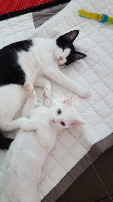 고양이,애완동물,반려동물,코숏,터키쉬앙고라,오드아이,동물,animal,포유류,mammal,고양이,cat,kitten,kitty