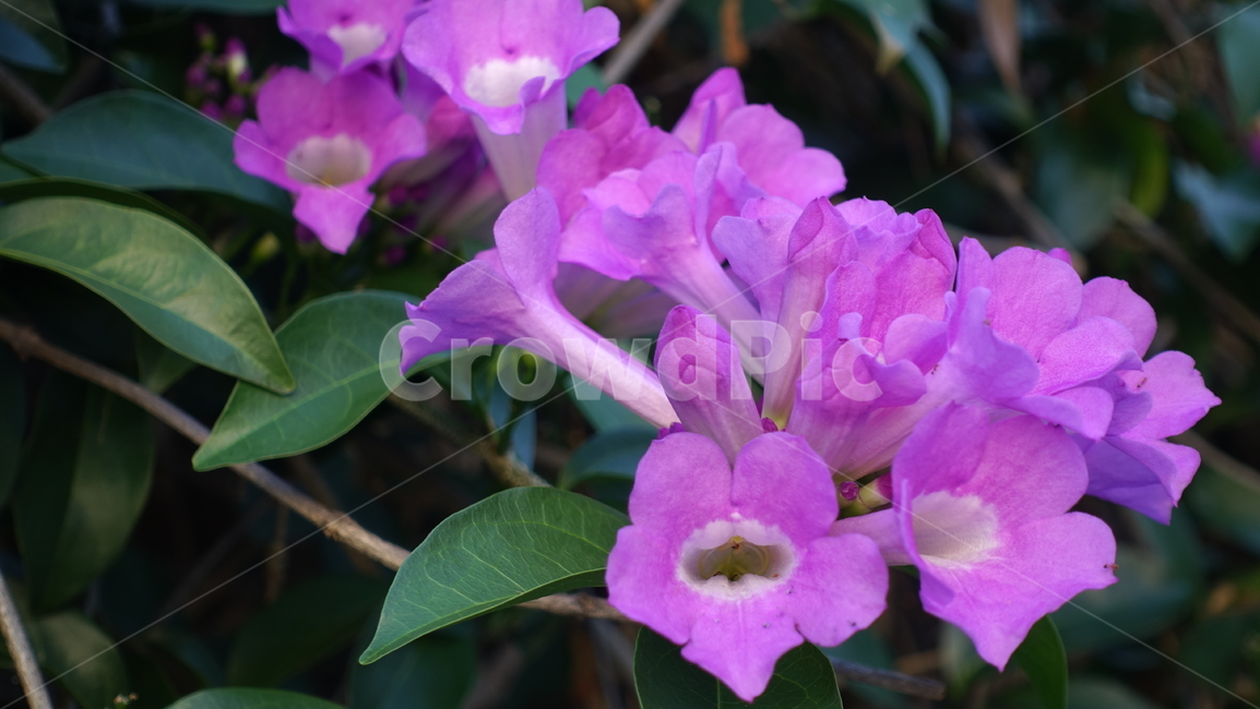 꽃,flower,열대,plant,식물,blossom,꽃송이,식물,자연,plants,nature,꽃,flower