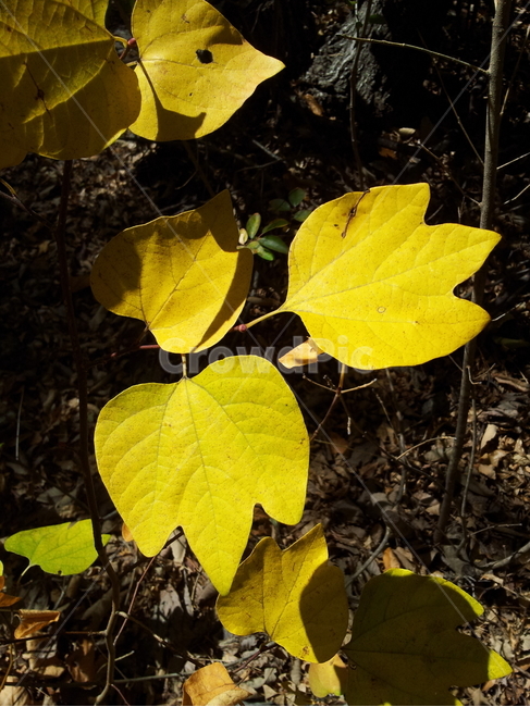 단풍,엽록소,식물,가을,redleaves,식물,자연,plants,nature