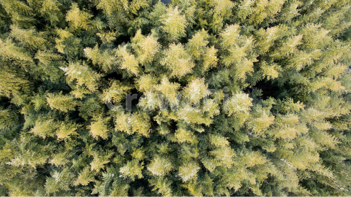 대나무숲,드론샷,초록색,무성한,탑뷰,식물,자연,plants,nature,나무,trees,wood