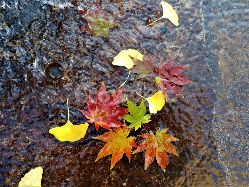 단풍,가을단풍,엽록소,가을,maple,leaf,잎,plant,식물