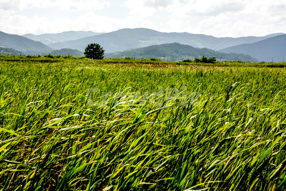 field,들,outdoors,옥외,grassland,잔디,grass,자연,nature,목초지,plant,식물