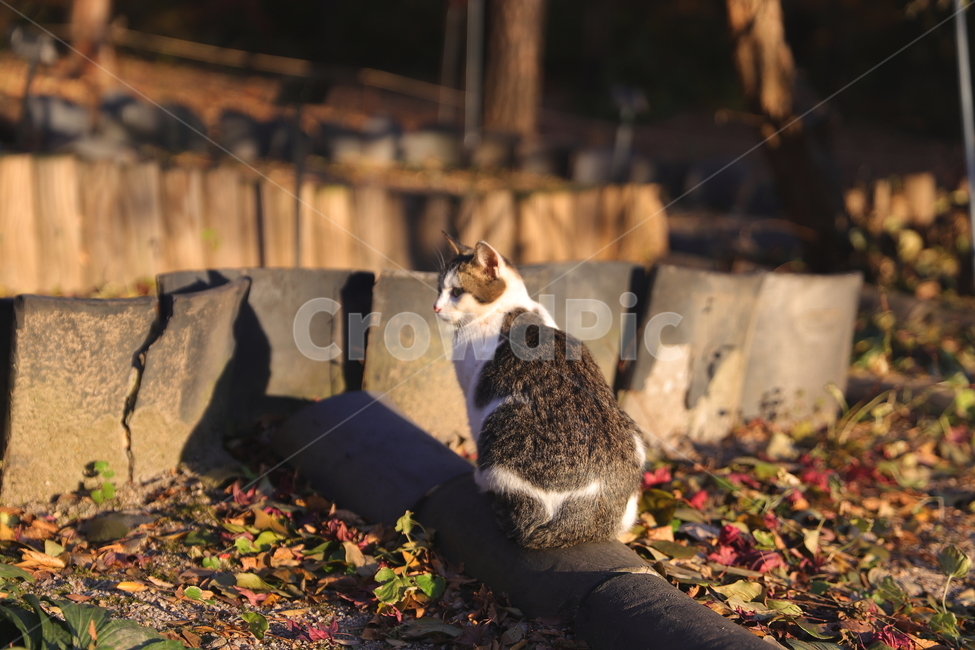 고양이,길냥이,동물,노을,그림자,포유류,pet,animal,cat,shadow,alone,sunset,동물,animal,포유류,mammal,고양이,cat,kitten,kitty