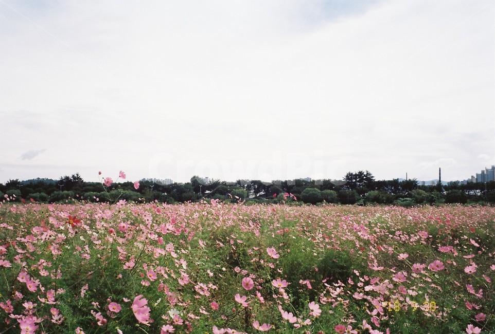코스모스,하중도,꽃,flower,cosmos,풍경,꽃밭,하늘,landscape
