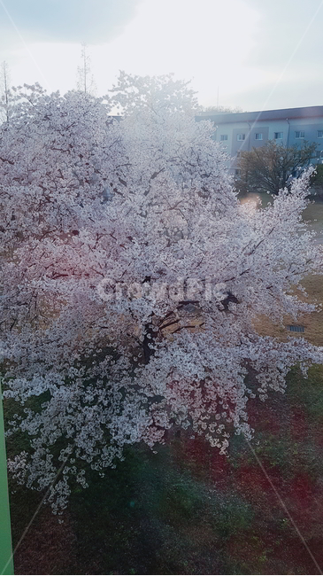 벚꽃,무성,나무,편안,큰나무