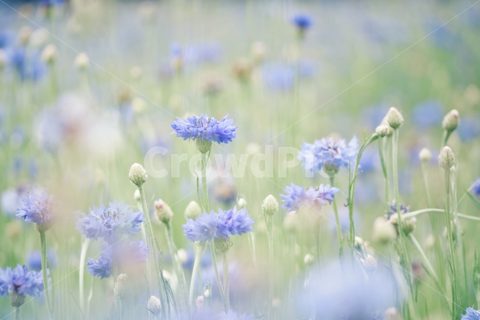 수레국화,꽃,flower,봄,spring,감성,봄,계절,spring,season,식물,자연,plants,nature,꽃,flower,감성,sensible,feeling,plant