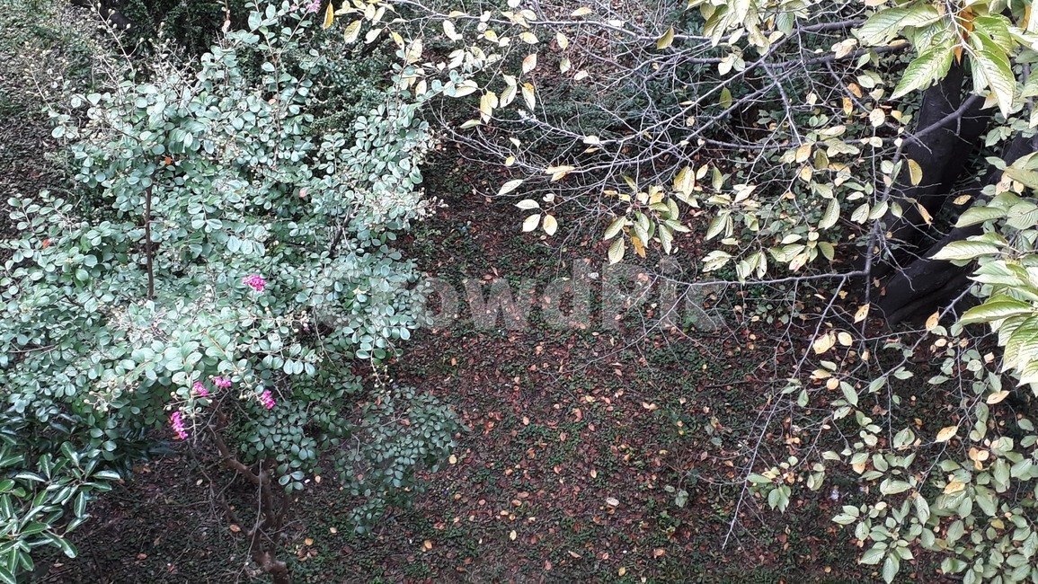 숲,정원,나무,가을,tree,식물,자연,plants,nature