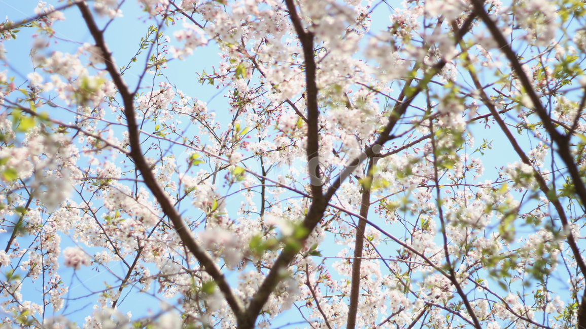 plant,식물,벚꽃,blossom,flower,꽃,봄,spring,식물,자연,plants,nature,꽃,flower