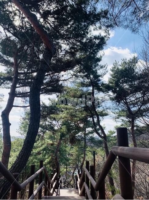 ground,바닥,bridge,boardwalk,다리,building,건물,계단오르기,하늘,구름,계단오르는,등산,산계단,자연,날씨,산,꽃,꽃봉우리,공원,나무줄기,treetrunk,낙엽,봄,산책로,banister,handrail,railing,난간,소나무,계단,산내려가는,tree,나무,plant,식물