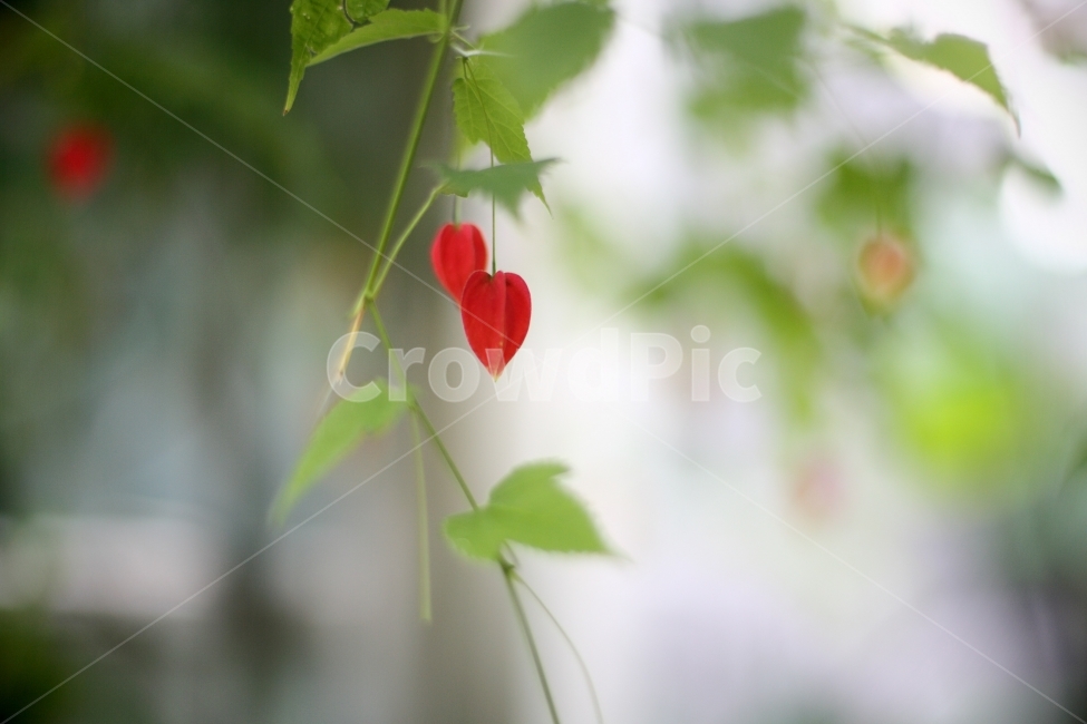 식물원,식물,꽃,풍경,자연,식물,자연,plants,nature,꽃,flower