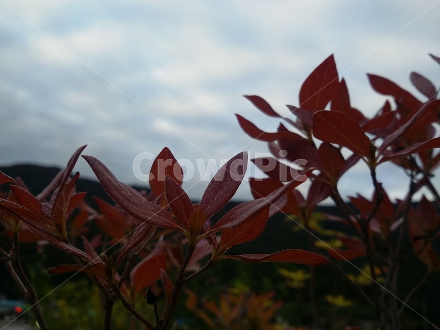 하늘,자연,구름,식물,잎,붉은잎,식물,자연,plants,nature