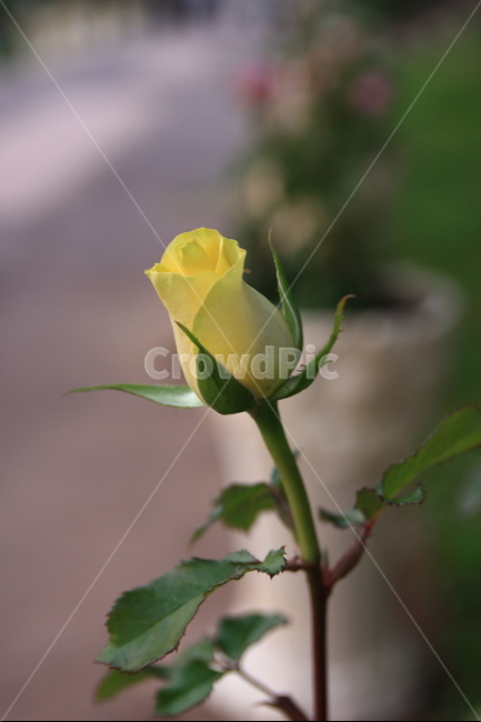 장미,꽃,오월,rose,장미향기,공원에핀장미,봄의꽃,봄꽃,장미꽃,봄,계절,spring,season,식물,자연,plants,nature,꽃,flower,plant,blossom