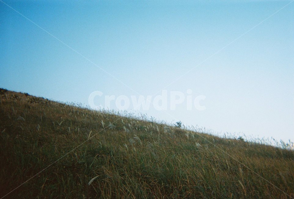 grassland,목초지,field,들,옥외,outdoors,갈대,윈도우,배경화면,필름카메라,필카,뉴트로,레트로,식물,plant