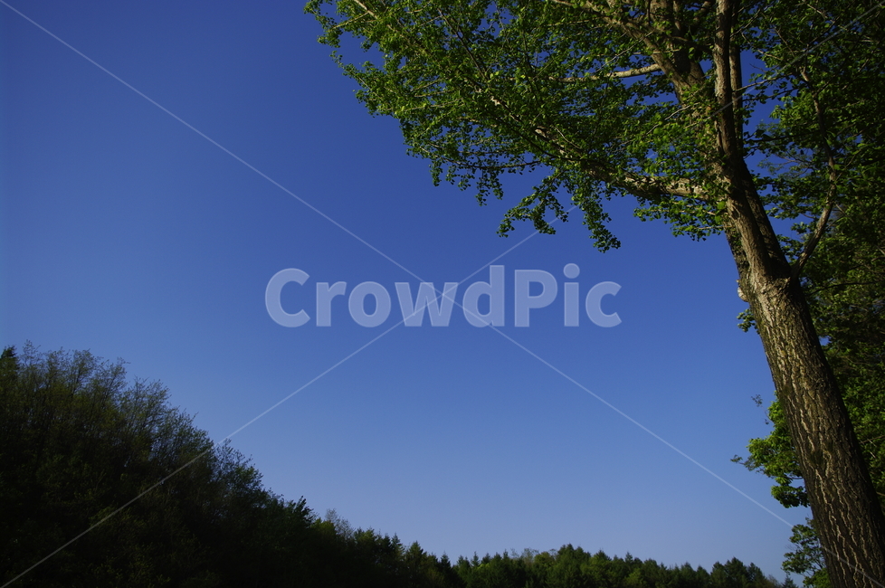 초록,신록,잎,나무,식물,plant,자연,nature,하늘,자연,풍경,nature,landscape,tree