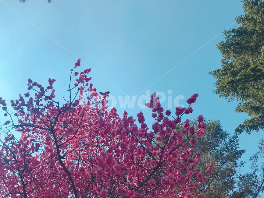 배경,풍경,봄,꽃,벚꽃,흩날리는,spring,flower,식물,자연,plants,nature,꽃,flower