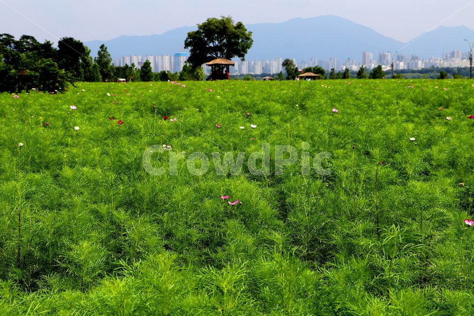 식물,꽃,풍경,자연,들판,자연,풍경,nature,landscape,한국자연풍경,한국자연경관,korea nature landscape,outdoors,옥외,field,들,grassland,목초지,farm,농장,rural,농촌