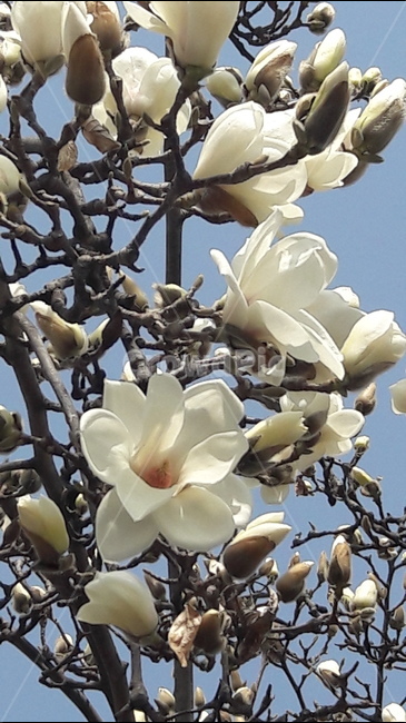 봄,흰색,아름다움,철죽,꽃,봄,계절,spring,season,식물,자연,plants,nature,꽃,flower,plant