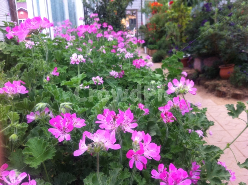 제라늄,geranium,꽃,plant,식물