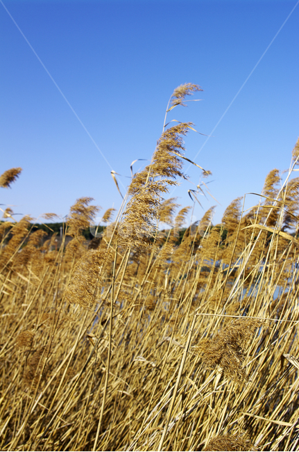 갈대,식물,plant,color,하늘,가을,계절,fall,autumn,season,식물,자연,plants,nature,grass,잔디