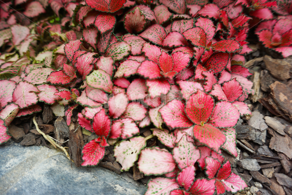 피토니아,휘토니아,fittonia,blossom,꽃,flower,plant,식물,꽃잎,열대식물,열대,pink,그라데이션