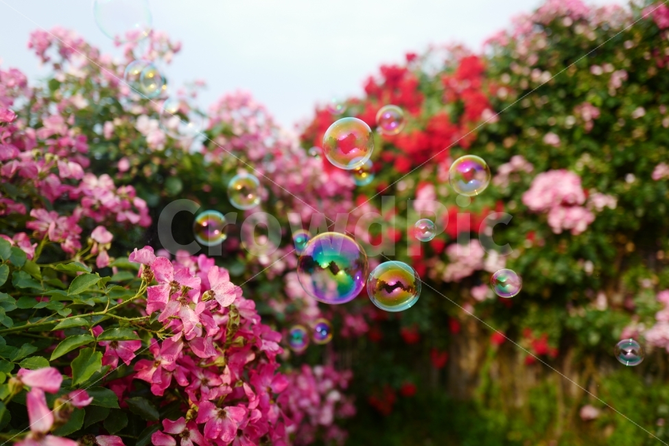 장미꽃,비누방울,장미,꽃,여름,식물,자연,plants,nature,꽃,flower,감성,sensible,feeling