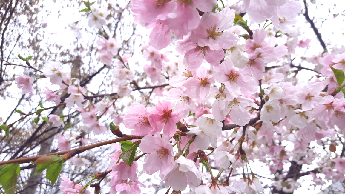 벚꽃,봄,풍경,꽃,벚꽃근접,봄,계절,spring,season,식물,자연,plants,nature,꽃,flower,plant,blossom
