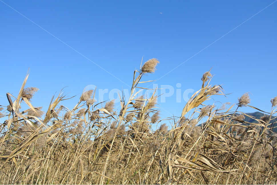 갈대,죽은갈대,바람,하늘,감성사진,풀,자연,가을,계절,fall,autumn,season,식물,자연,plants,nature,grass,잔디,plant