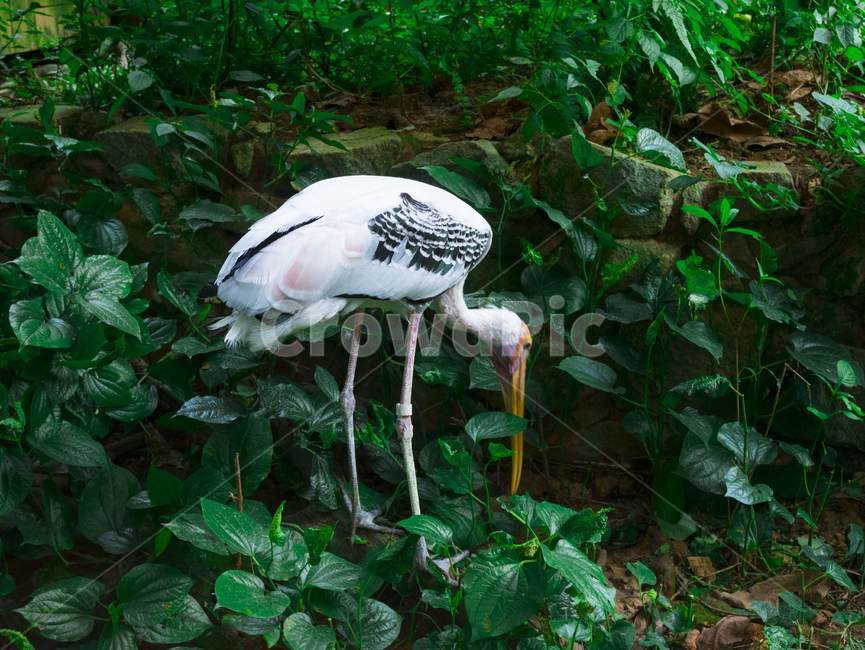 animal,동물,bird,새,학,동물,animal,조류,새,birds