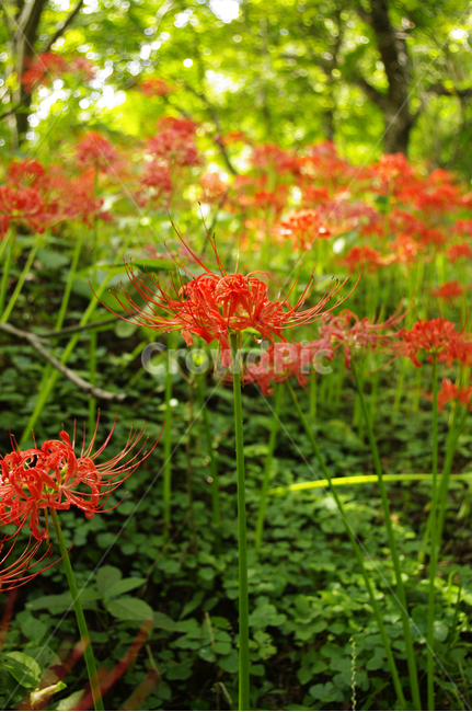 꽃무릇,꽃,꽃밭,식물,flower,식물,자연,plants,nature,꽃,flower