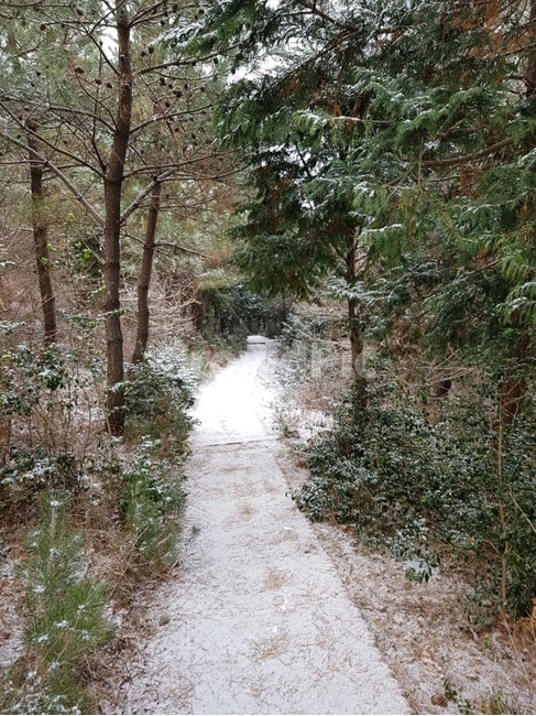 제주도,서귀포,오름,눈내린숲길,나무