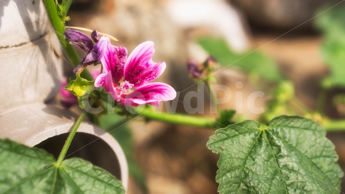 꽃,flower,자연,접사,풀,풀잎,잎사귀,식물,자연,plants,nature,꽃,flower