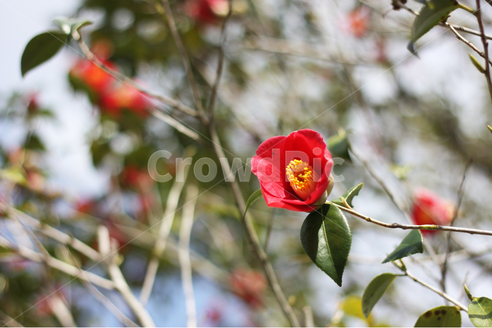 동백꽃,겨울,빨간꽃,꽃,나무,flower,natural,꽃나무,빨간색,자연,꽃술,꽃잎,나뭇잎,camellia,카멜리아,생태,여행,국내여행,plant,식물