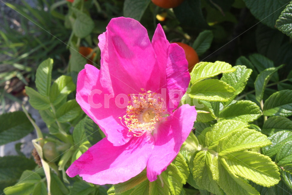해당화,꽃,식물,정원수,관상수,Rosarugosa,식물,자연,plants,nature,꽃,flower