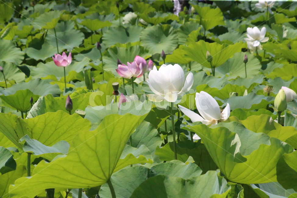 꽃,연꽃,화사함,축제,연잎