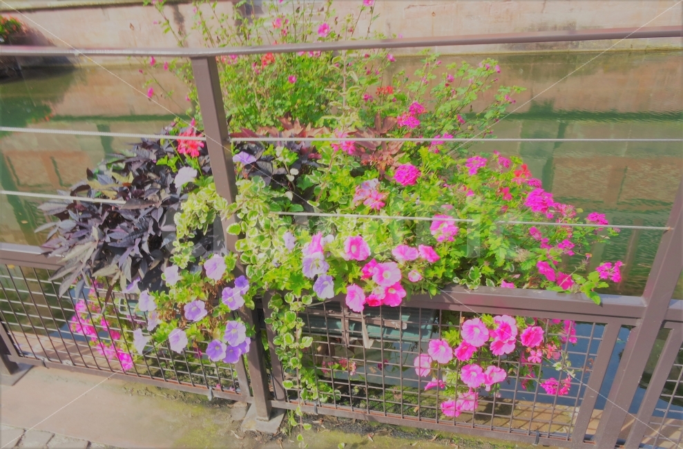 flower,꽃,river,강가,프랑스,스트라스부르,france,strasburg,식물,자연,plants,nature,꽃,flower