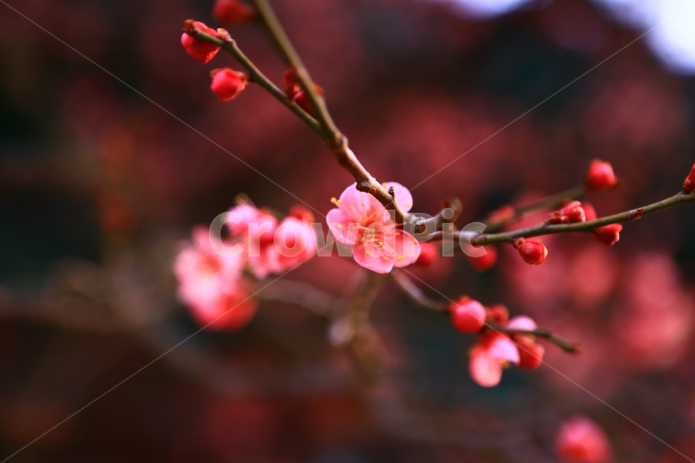 통도사,매화,빨강,절,꽃,봄꽃,봄,계절,spring,season,식물,자연,plants,nature,꽃,flower,plant,blossom